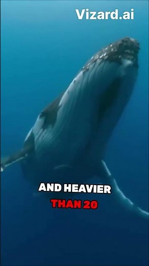 The 108-Foot Titan: The Largest Blue Whale Ever Recorded