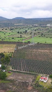 El maguey limpia el aire contaminado | Javier meza