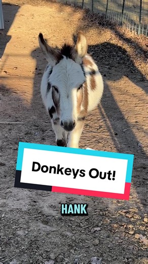 The #donkeys were freed from their diet in the dry lot. We needed it for the cows. They were very happy to come out and return to the main pasture with the horses. #farmanimals #farmlife #ranch #minidonkey