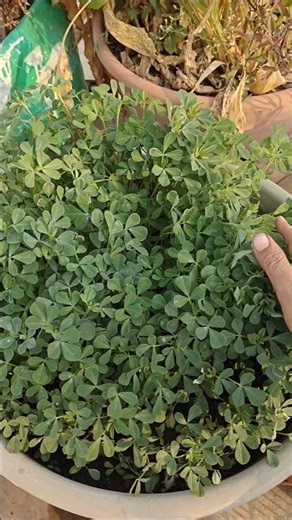 How to Grow Fresh Methi at Home: From Seeds to Harvest!##GardenInspiration#shorts