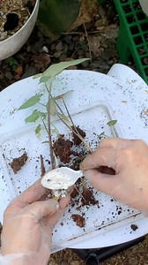 32K views · 1.8K reactions | Propagating Caladium with me Thank you...