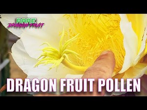 HOW to COLLECT and STORE DRAGON FRUIT POLLEN