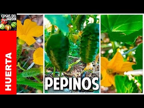 Como sembrar pepino en casa parte 3 - Polinización y Cosecha @cosasdeljardin
