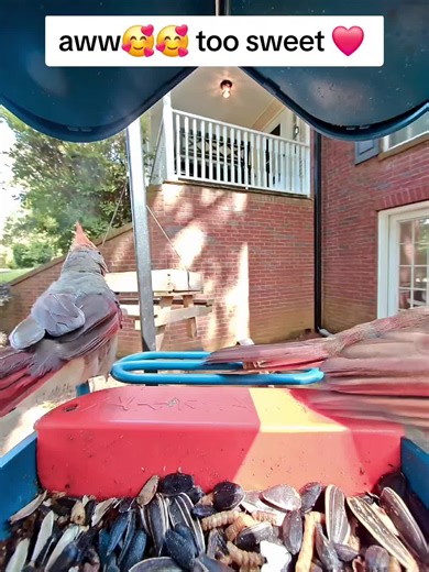 Critter Feeder on TikTok