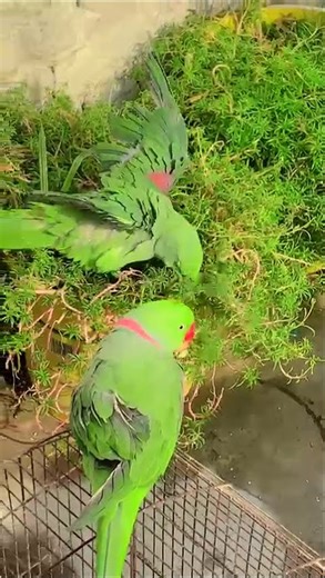 Talking parrot video #parrot #talkinganimal #birds #talkingparot #talkingbird #greenparrot
