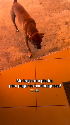 Regreso con otra piedra 🥺🫶🏻 | The Alien