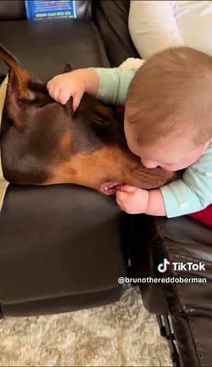 Sweet Moments: Baby and Doberman Cuddle Adventures