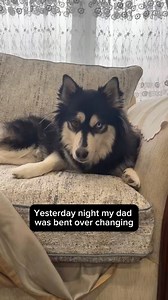 Meet my dad, the biggest drama queen in the world. #dramaqueen #dog #doglover #dogoftheday #puppy #pomsky #dad #ilovemydog #funny #funnyreels #comedy #hilarious #fypシ #humor #doggo #cutedog #pet #viral | Zeus the Pomsky