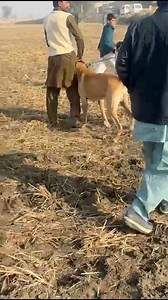 22K views · 553 reactions | Bully Dog Show In Pakistan  | 100k..Bully Dog | Facebook