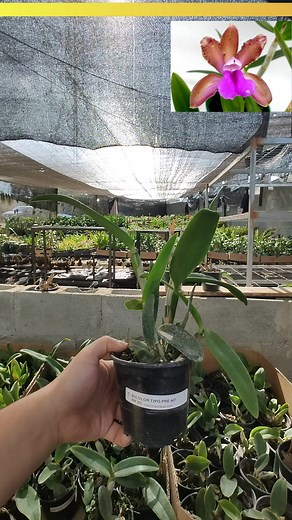 "Apresentamos a elegante Cattleya Bicolor: uma orquídea de beleza marcante! Suas flores combinam tons delicados e vibrantes, criando um espetáculo visual encantador. Neste vídeo, mergulhe no universo do cultivo dessa preciosidade botânica, descobrindo os cuidados necessários para mantê-la saudável e exuberante. Não perca a oportunidade de apreciar a beleza singular da Cattleya Bicolor em sua coleção de orquídeas. #Orquídeas #Orquídea #Orchid 🌺🌿 | Mais Orquídeas