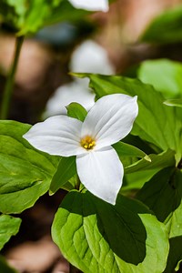 Great White Trillium Plants For Sale | Buy 1 Get 1 Free