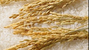 Raw grain of rice and ears of rice before cooking. Rice Falling.