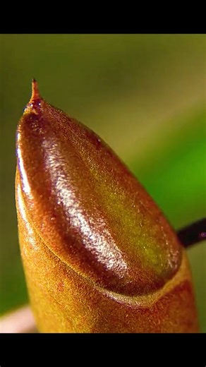 31K views · 483 reactions | THE PITCHER PLANTS #nature #plants #pitcherplant | Animal Documentary | Facebook