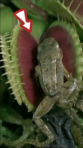 Venus flytraps eat frogs.