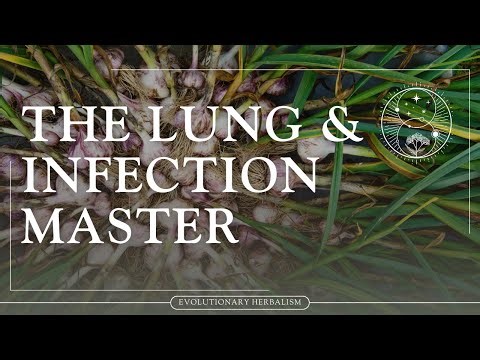 Garlic (Allium sativum)