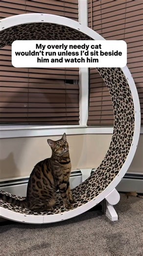 Kitty Cat Empire (@KittyCatEmpire) on X