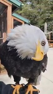 2.2M views · 119K reactions | #DidYouKnow Bald Eagles have over 7,000 feathers? When Spirit, a Bald Eagle and Raptor-in-Residence here at the Alaska Raptor Center, molts a feather, it is collected, then sent to the National Bald Eagle Repository in Colorado. From there, the feathers are sent to Native Tribes, or to Centers like our own, to be used for educational purposes. #feathers #natureisamazing | Alaska Raptor Center | Facebook