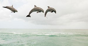 Dolphins call each other by name