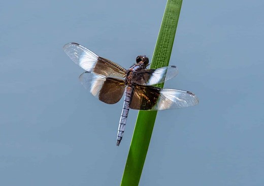 Dragonfly Reproduction: Discover How These Amazing Creatures Mate
