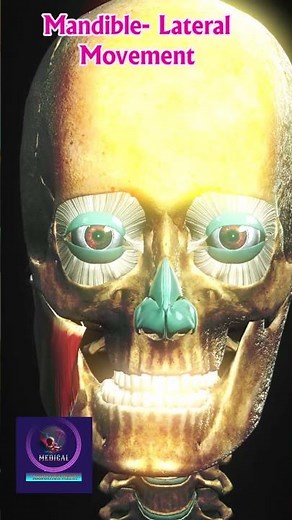 Masseter Muscle in Action | Mandible Lateral Movement Explained