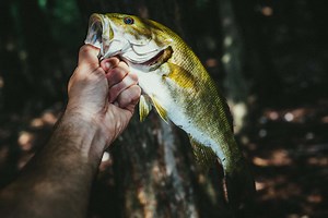 Explore The Secrets Of North Manitou Island Fishing