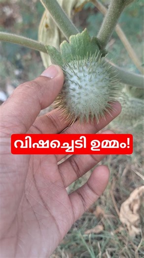 ഉമ്മത്തെ സൂക്ഷിക്കുക! Datura Jimson Weed Plant Important Facts Explained #datura #jimsonweed #facts