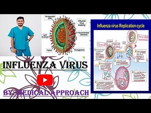 Influenza Virus (Flu) | Virology | Microbiology