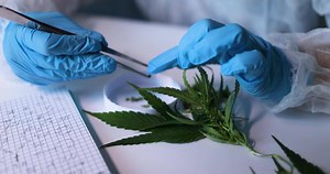 Download Conducting a Thorough Scientific Analysis of Cannabis Using Precision Tools and Methods for free