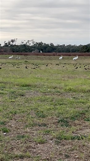 20K views · 796 reactions | Whooping Cranes are out in full force this morning! Y'all have a great weekend! #whoopingcranes #birding #rockporttx | 30milesOUT fish'n TV | Facebook
