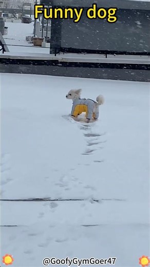 Running dogs #dog #dogs #dogsoftiktok #dogtiktok #funnydog #funny