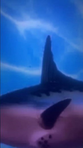 SpongeBob intro fandub basque