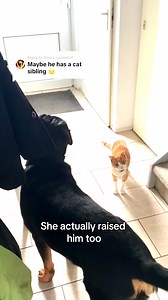 Some of Dyce's features remind me of her🥹 | Dyce de rottweiler