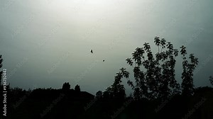 Silhouette of flying birds in a cloudy sky against the background of the sun, in slow motion Stock Video