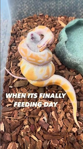 When it’s finally feeding day for your Ball Python😍🔥🐍