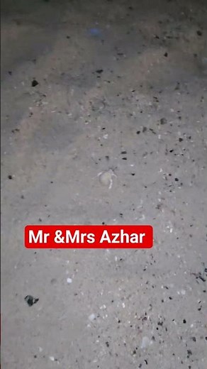 live seashells capture in the night beach #beach #nature #beachvibes #nightlife #sea #shell