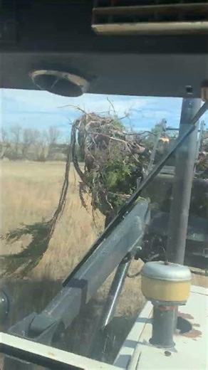 Piling trees