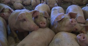 What is ractopamine, the drug banned in China but permitted in Canadian pork?