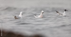 The slender billed gull (Chroicocephalus genei), mid-sized gull which breeds very locally around the Mediterranean and the north of the western Indian