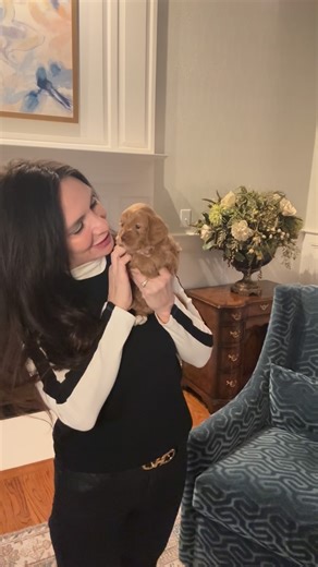 Berrybrook Doodles on Instagram: "Celest is 2.3 pounds. I may have one opening on this micro mini litter. I have an approved application and if they decide to pass then I will have an opening. Go home is January 15-17 and we ✈️ puppies by flight nanny being hand carried all over the USA. #berrybrookdoodles #bringingbestfriendshome #australianlabradoodle #puppies #labradoodle"