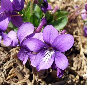 Violet (color) - Alchetron, The Free Social Encyclopedia