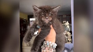 This woman's cats have human faces