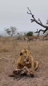A hyena narrowly escapes a ferocious lion onslaught, exemplifying the extraordinary adaptability and indomitable resilience of these formidable creatures. Though bearing visible wounds, the determined hyena perseveres, recovers swiftly, and makes a steadfast retreat to safety. • 🎥 Video by: Wayto... | Wild King