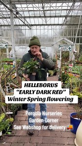 6K views · 51 reactions | ,HELLEBORUS “EARLY DARK RED “ flowers in...