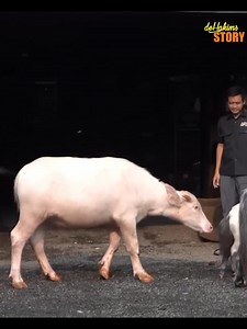 1.2M views · 31K reactions | Sule gemes mampus sama kuda poni, Bella Berry caper depan Sule! bingung sama niat mereka #irfanhakim #sulesutisna #sule #suleprikitiw #viralreelschallenge #fypchallenge #Alhamdulillah #njan #dehakims #komedi #satwaliar #pencintahewan | Irfan Hakim | Facebook