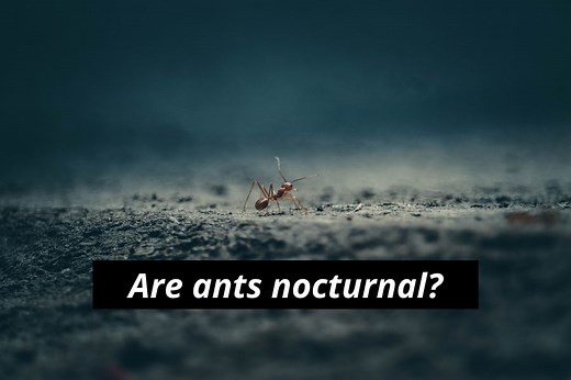 When Are Ants Most Active? (Are They Nocturnal Or Diurnal?)