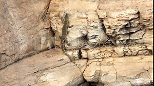 A Nile Monitor lizard or leguaan climbing up a cliff with some difficulty at a waterhole in Hluhluwe Imfolozi game reserve in South Africa. It is also called a water monitor.