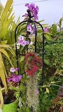 🌬️ Air Plants That Don’t Need Soil!
