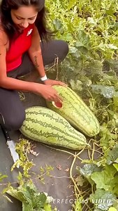 Couldn’t wait to harvest these organic watermelons #atlanta | Patilkulkarnifarms