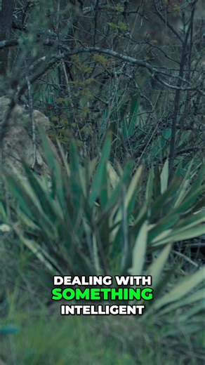 Sasquatch of the South follows David Cleaver, a lifelong investigator whose search for answers began with a childhood encounter in North Texas. Through firsthand experiences, historical research, and decades spent deep off-trail, the documentary explores reported Bigfoot encounters across Texas—from river corridors and remote hill country to the edges of small towns. The film examines eyewitness accounts, physical evidence, regional history, and behavioral patterns that suggest something intelli