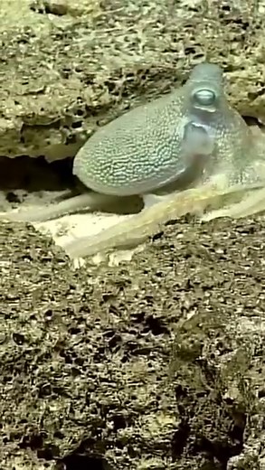 4.9K views · 124 reactions | Check out this amazing octopus...